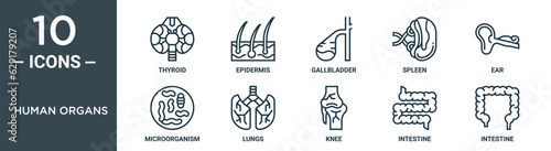 human organs outline icon set includes thin line thyroid, epidermis, gallbladder, spleen, ear, microorganism, lungs icons for report, presentation, diagram, web design