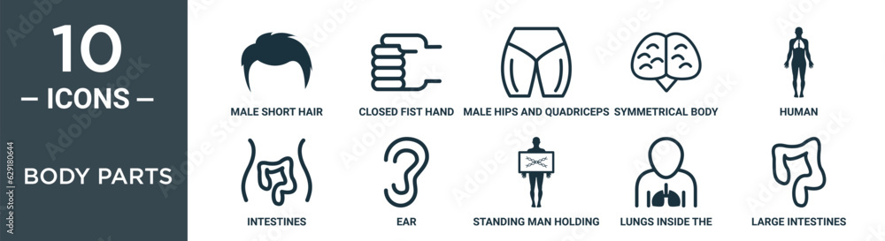 Obraz premium body parts outline icon set includes thin line male short hair shape, closed fist hand gesture, male hips and quadriceps, symmetrical body parts, human, intestines, ear icons for report,