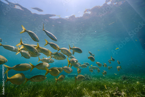 Tableau sur toile Fishes with yellow tails swimming underwater