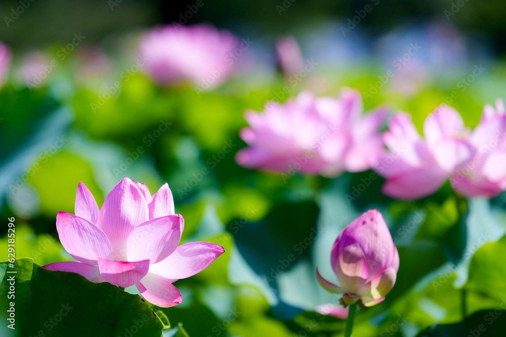 不忍池の蓮の花