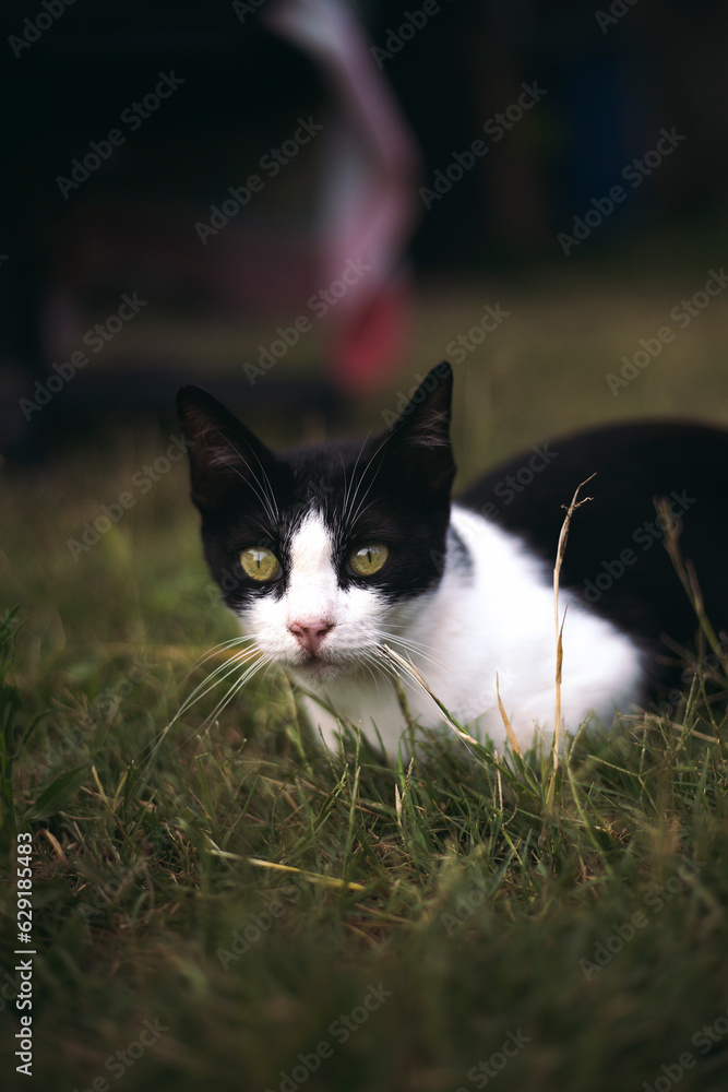 gato blanco y negro en el césped 