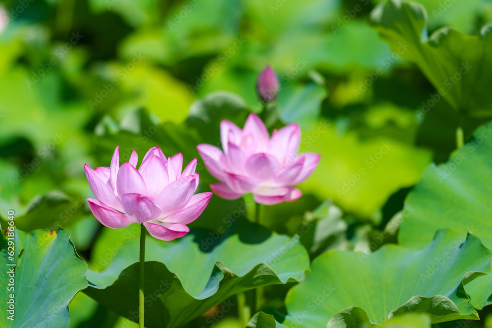 不忍池の蓮の花