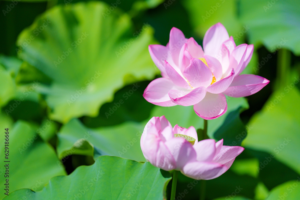 不忍池の蓮の花 不忍池の蓮の花