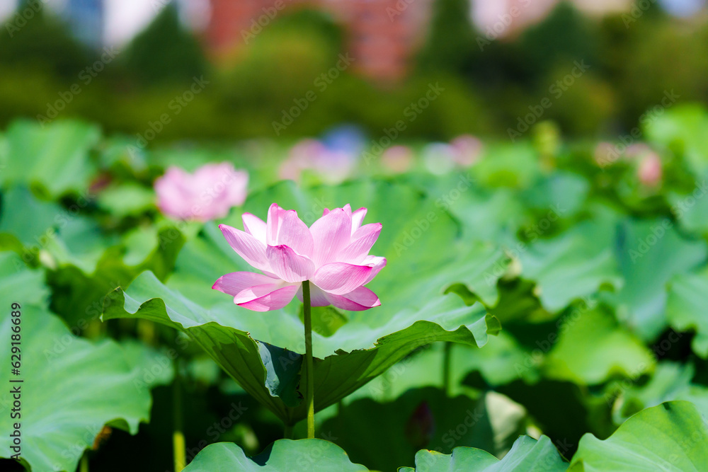 不忍池の蓮の花 不忍池の蓮の花
