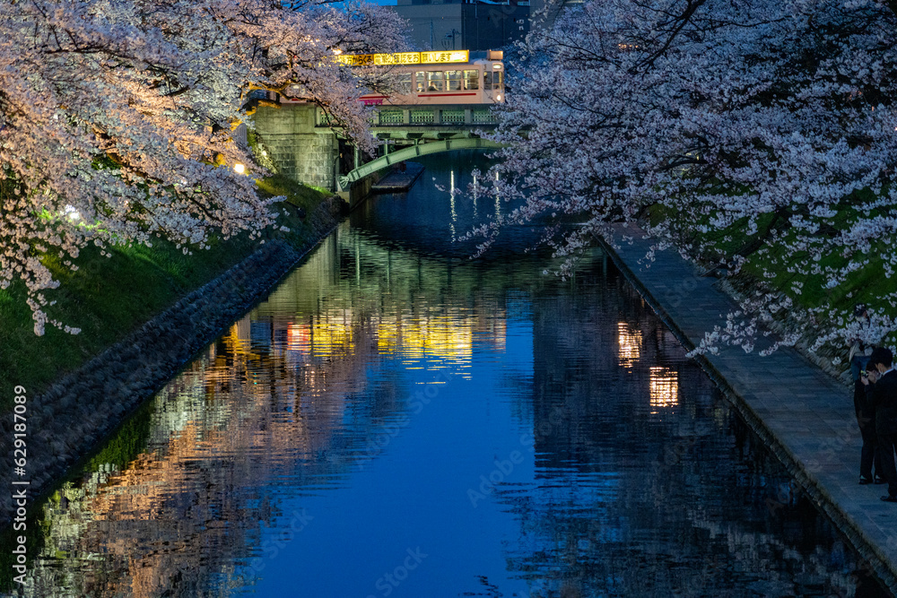 富山市中心部・松川ベリの夜桜