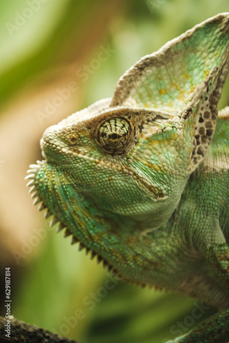 Closeup of green chameleon