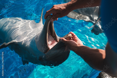 Man checking teeth and mouth of dolphin photo