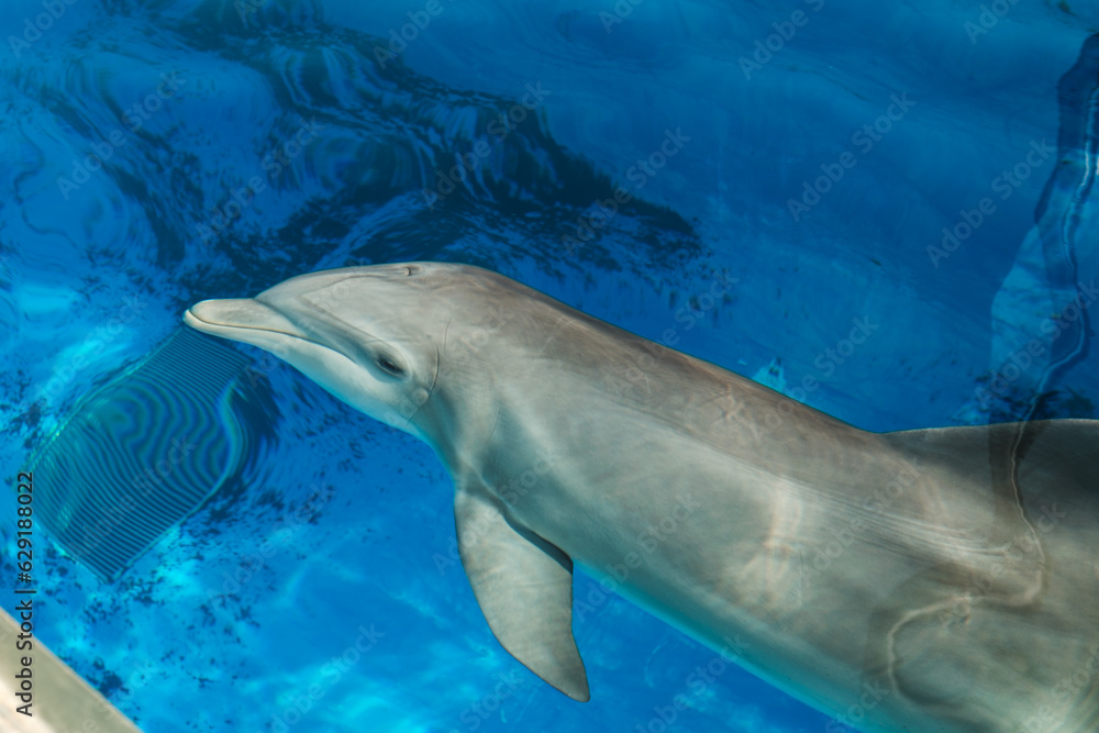 Fototapeta premium Cute grey dolphin swimming in blue water