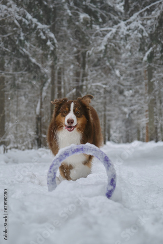 Beautiful active dog runs and plays in a winter coniferous forest on a snowy empty road. Brown Australian Shepherd in the park. Front view, funny face. Aussie red tricolor outside.