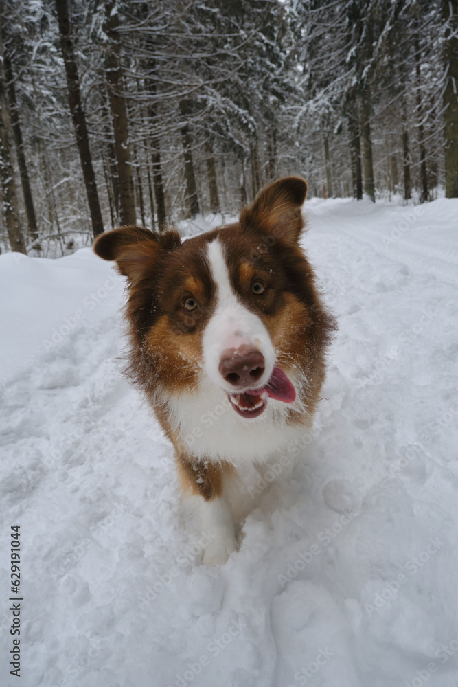 Beautiful dog with funny face in winter coniferous forest on snowy empty road goes forward. Brown Australian Shepherd in park. Wide-angle front view. Aussie red tricolor. Fluffy cute shepherd dog. Beautiful dog with funny face in winter coniferous forest on snowy empty road goes forward. Brown Australian Shepherd in park. Wide-angle front view. Aussie red tricolor. Fluffy cute shepherd dog.