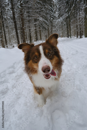 Fototapeta Naklejka Na Ścianę i Meble -  Beautiful dog with funny face in winter coniferous forest on snowy empty road goes forward. Brown Australian Shepherd in park. Wide-angle front view. Aussie red tricolor. Fluffy cute shepherd dog.