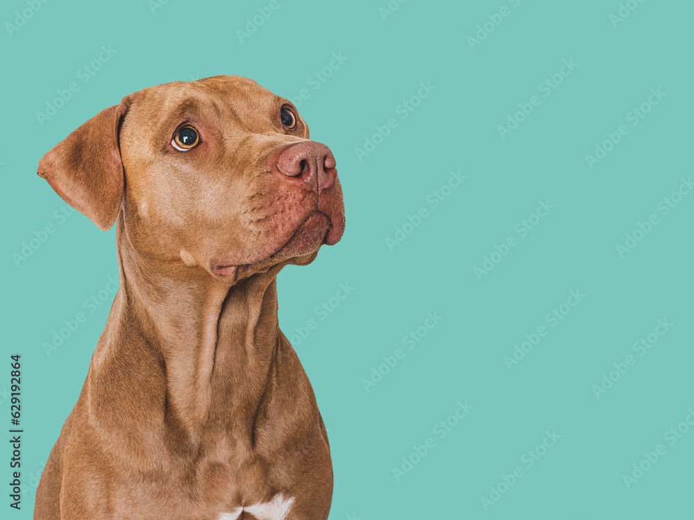 Cute brown dog. Isolated background. Close-up, indoors. Studio photo. Day light. Concept of care, education, obedience training and raising pets Cute brown dog. Isolated background. Close-up, indoors. Studio photo. Day light. Concept of care, education, obedience training and raising pets