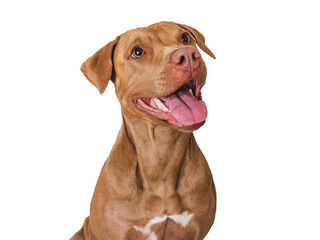 Cute brown dog that smiles. Isolated background. Close-up, indoors. Studio photo. Day light. Concept of care, education, obedience training and raising pets