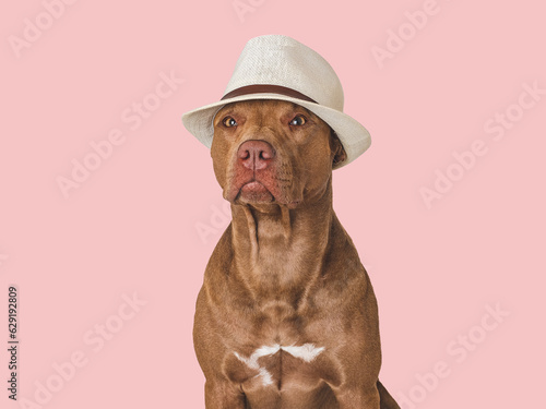 Cute brown dog and white sun hat. Travel preparation and planning. Close-up, indoors. Studio photo, isolated background. Concept of recreation, travel and tourism. Pets care