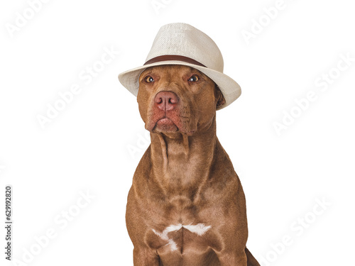 Cute brown dog and white sun hat. Travel preparation and planning. Close-up, indoors. Studio photo, isolated background. Concept of recreation, travel and tourism. Pets care