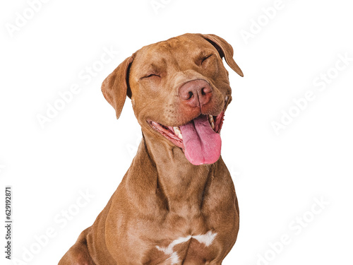 Fotografia Cute brown dog that smiles