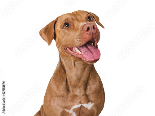 Cute brown dog that smiles. Isolated background. Close-up, indoors. Studio photo. Day light. Concept of care, education, obedience training and raising pets