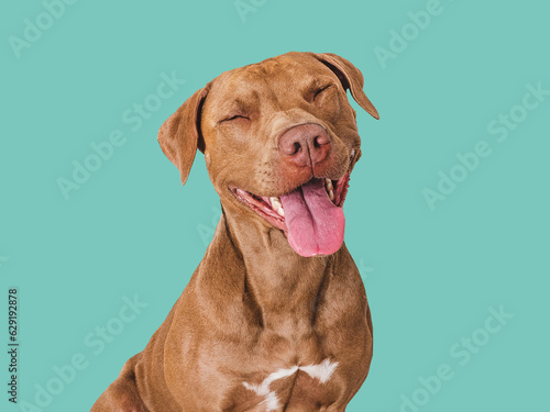 Cute brown dog that smiles. Isolated background. Close-up, indoors. Studio photo. Day light. Concept of care, education, obedience training and raising pets photo