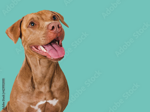 Cute brown dog that smiles. Isolated background. Close-up, indoors. Studio photo. Day light. Concept of care, education, obedience training and raising pets
