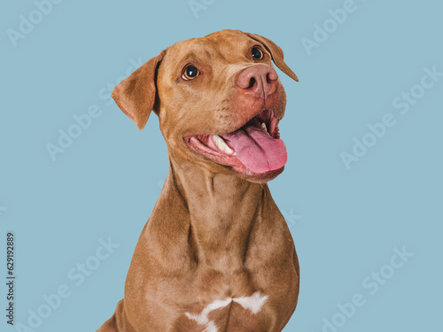 Cute brown dog that smiles. Isolated background. Close-up  indoors. Studio photo. Day light. Concept of care  education  obedience training and raising pets