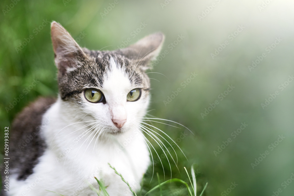 Portrait of a cat in the grass in summer. Portrait of a cat in the grass in summer.