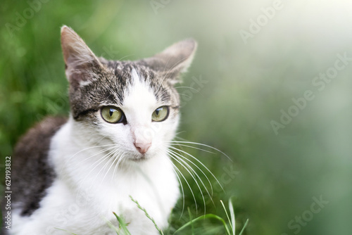 Portrait of a cat in the grass in summer.