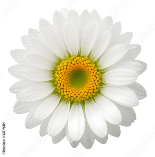 white flower isolated on transparent background, extracted, png file © genioatrapado