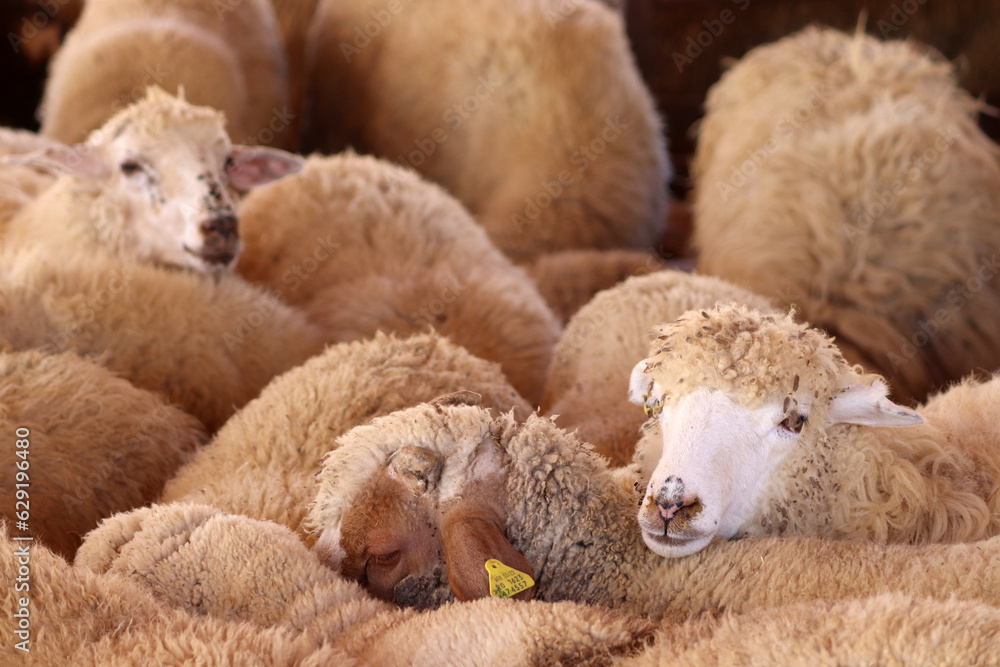 An Arab sheep standing in a sheepfold (Qurban in Eid al-Adha mubarak) Amman, Jordan - sheep, goats, lambs pens in Muslim and Arab countries An Arab sheep standing in a sheepfold (Qurban in Eid al-Adha mubarak) Amman, Jordan - sheep, goats, lambs pens in Muslim and Arab countries
