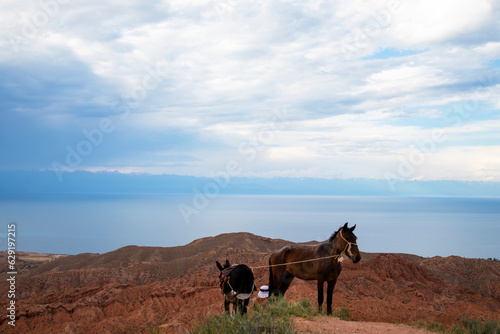 donkey and horse on the top with a panorama of the water