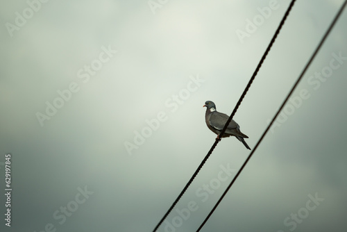 paloma posada en cable 