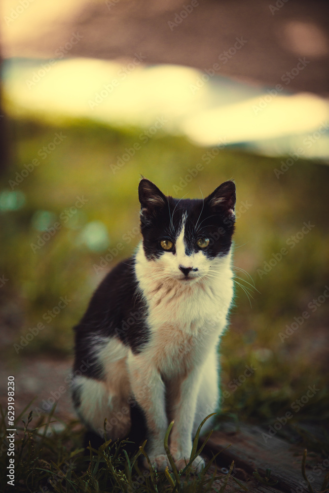 retrato de gato retrato de gato