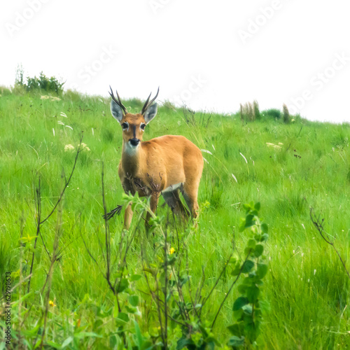 Veado Campeiro na parte alta da Serra da Canastra, Minas Gerais, Brasil
