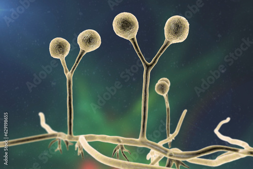 Rhizomucor fungi, 3D illustration. Filamentous fungi commonly found in soil, the causative agent of mucormycosis in humans
