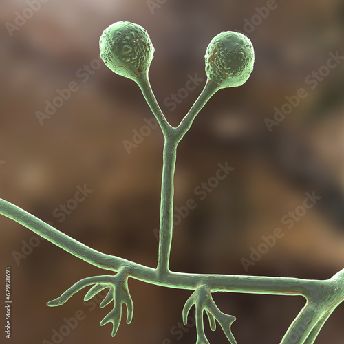 Rhizomucor fungi, 3D illustration. Filamentous fungi commonly found in soil, the causative agent of mucormycosis in humans photo