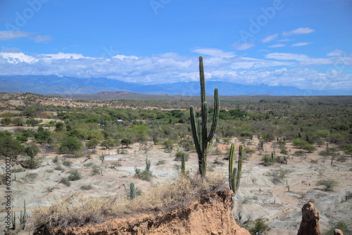 Cactus Tatacoa desert Colombia