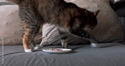 Sheep cat stands and scratches with her paw to hide the smell of food. photo