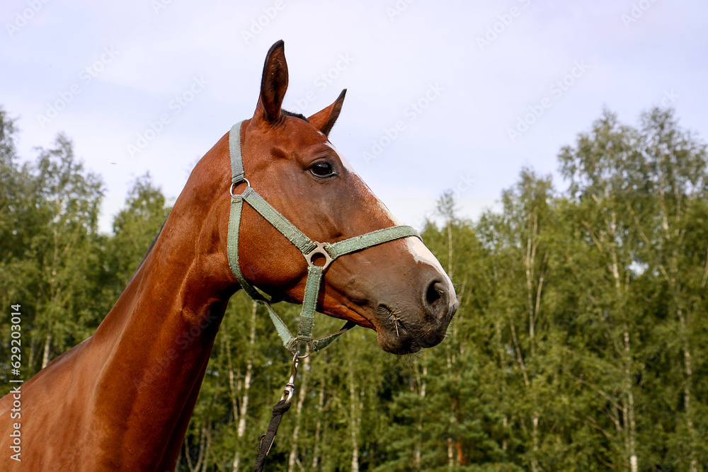 portrait of a horse on the background of the forest portrait of a horse on the background of the forest