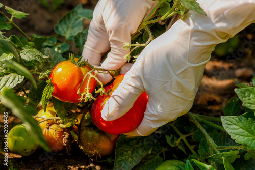 female hands in gloves pluck a ripe tomato from a bush in the garden, gardening
