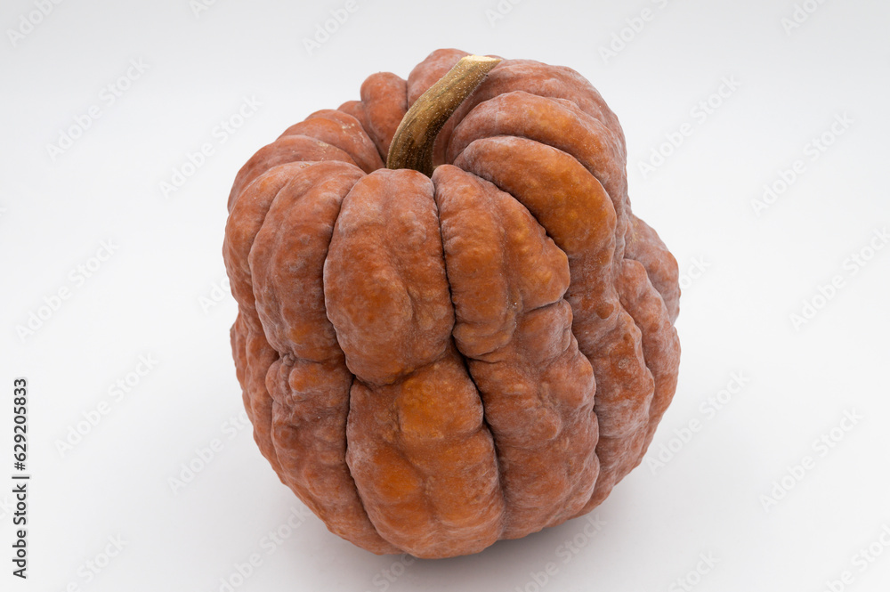 Courge