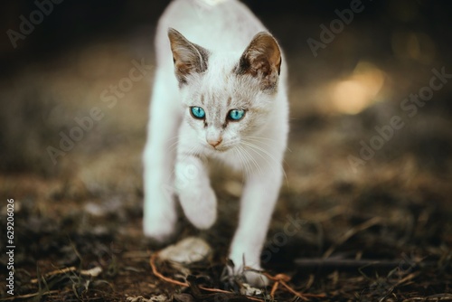 gato blanco con ojos azules 