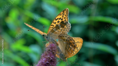 Schmetterling