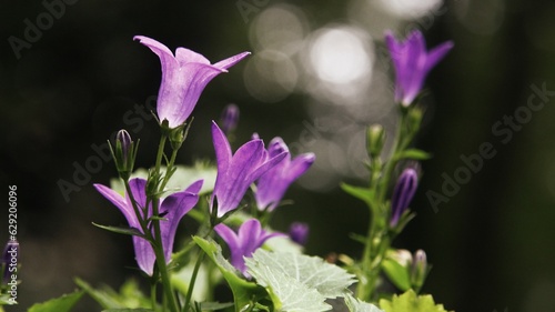 Lila Blume