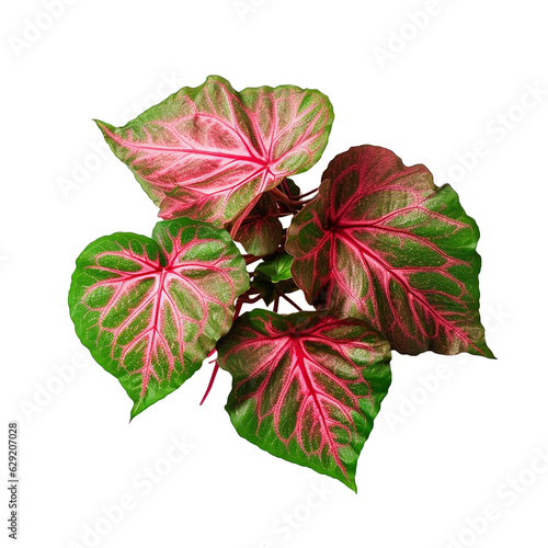  Red with green veins Caladium fancy leaved tropical foliage plant leaves popular houseplant isolated on transparent background  generative ai