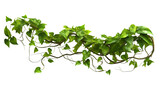  Branch of birch transparent background.png, generative ai
