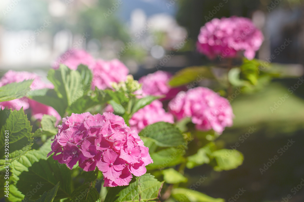 Pink hydrangeas bloom close-up in the garden with selective focus. natural flower background Pink hydrangeas bloom close-up in the garden with selective focus. natural flower background