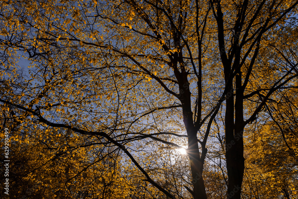 trees with orange and yellow foliage are illuminated by sunlight trees with orange and yellow foliage are illuminated by sunlight