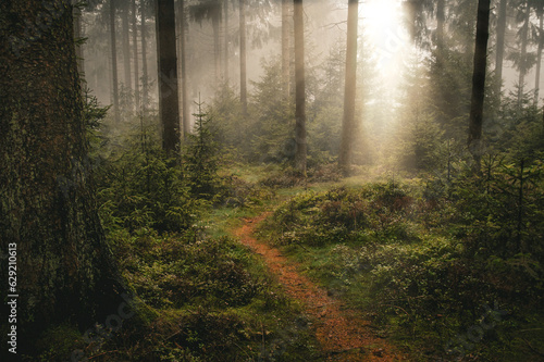 Mystical incidence of light in a foggy forest with a narrow forest path