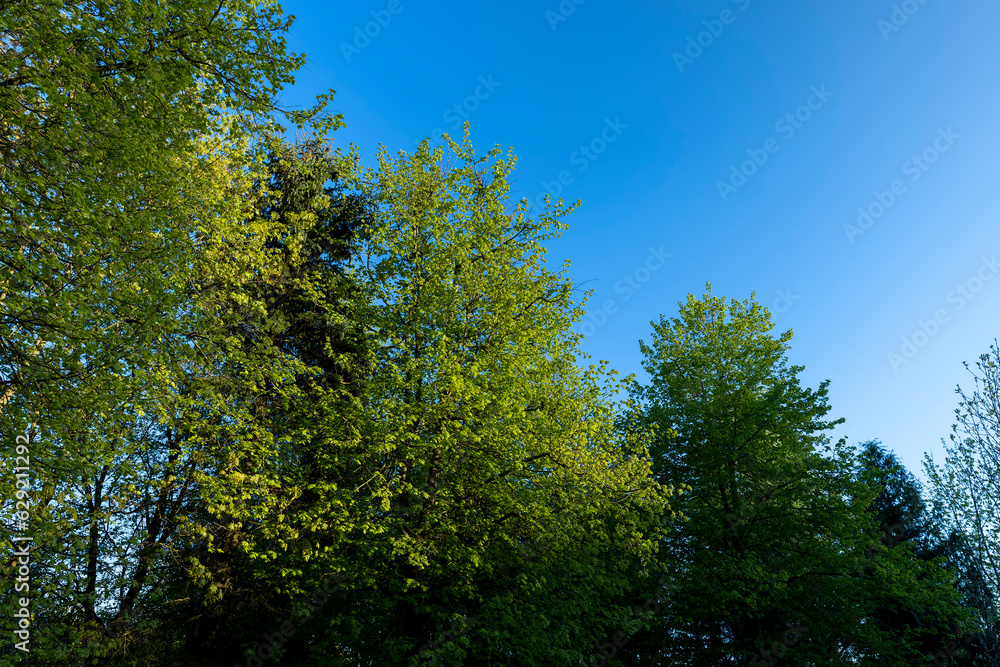 Fototapeta premium deciduous trees with green foliage in the spring season