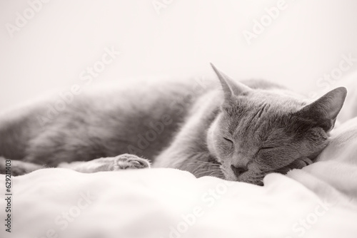 猫 ロシアンブルー 睡眠イメージ