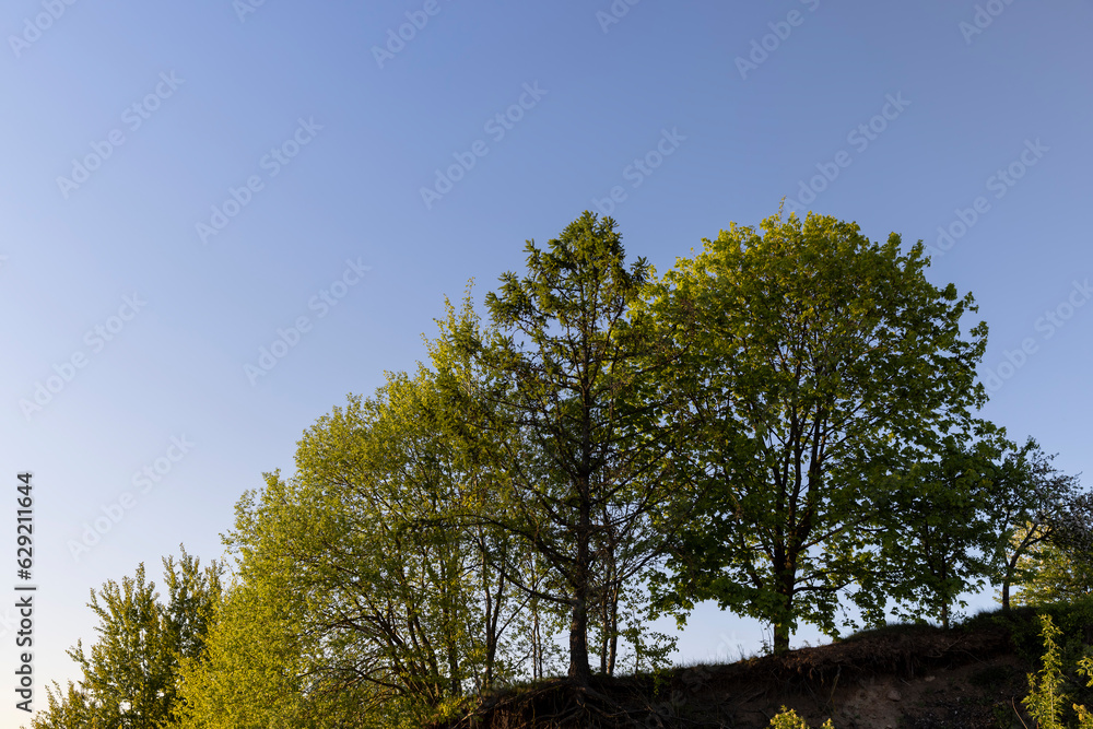 Obraz premium deciduous tree in clear spring weather at sunset